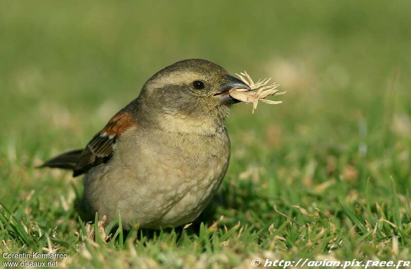 Moineau mélanure femelle adulte, régime