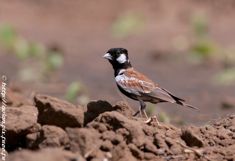 Chestnut-backed Sparrow-Lark male adult breeding