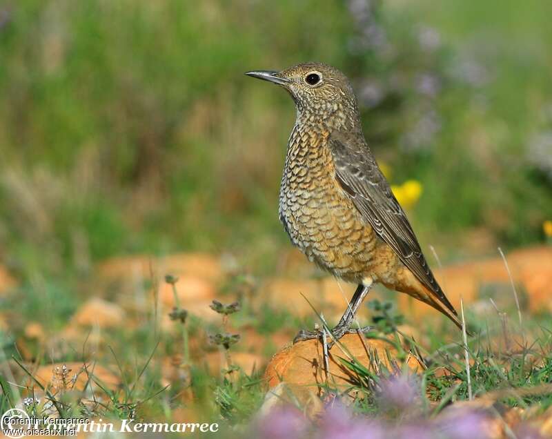 Common Rock Thrush female adult breeding, identification