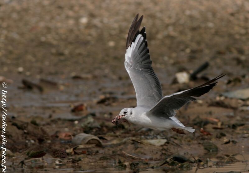 Mouette à tête griseadulte internuptial