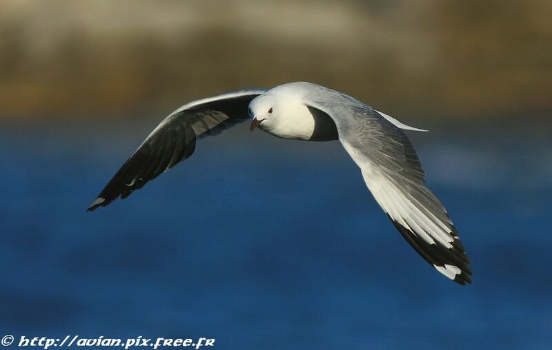 Mouette à tête griseadulte internuptial