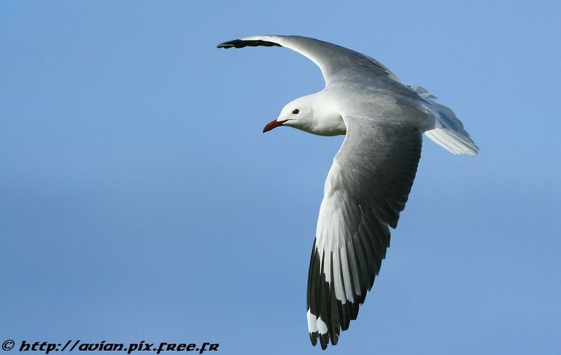 Mouette à tête griseadulte internuptial