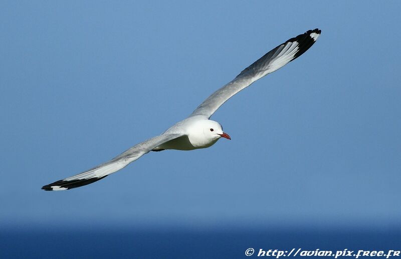 Mouette à tête griseadulte internuptial