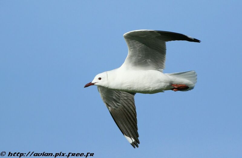 Mouette à tête griseadulte internuptial