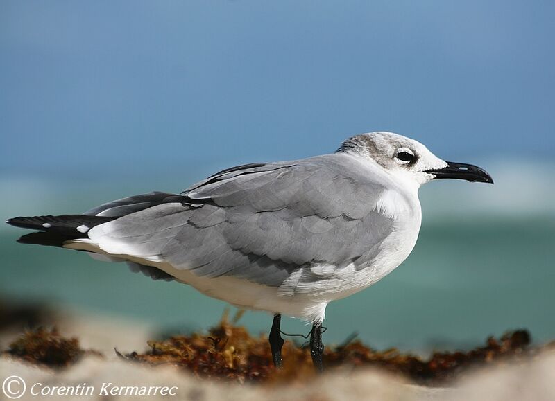 Mouette atricilleadulte internuptial