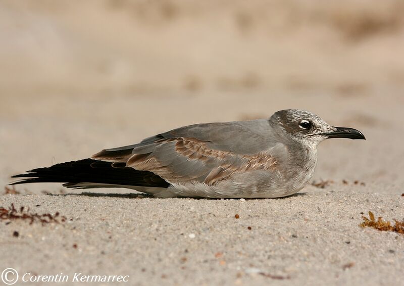 Mouette atricille1ère année