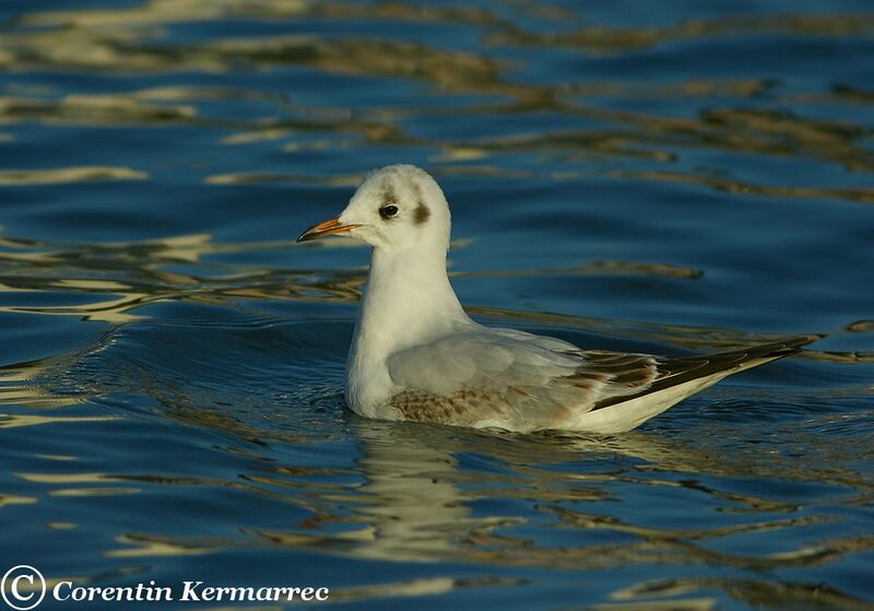 Black-headed GullFirst year