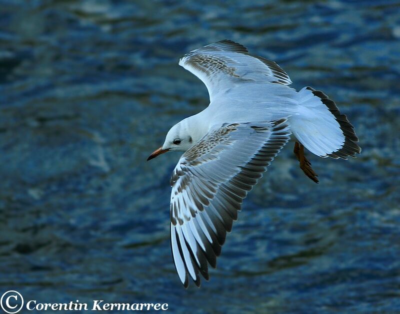 Mouette rieuse1ère année