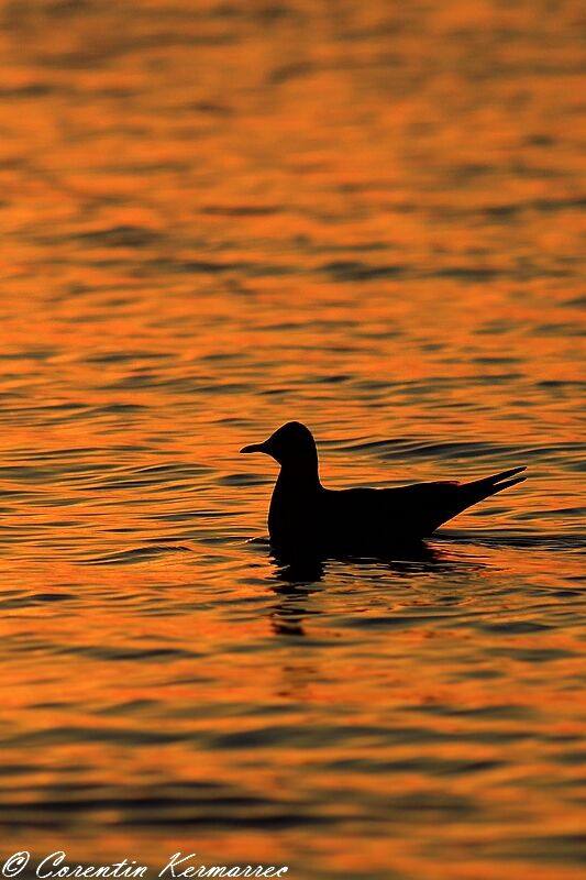 Mouette rieuseadulte internuptial