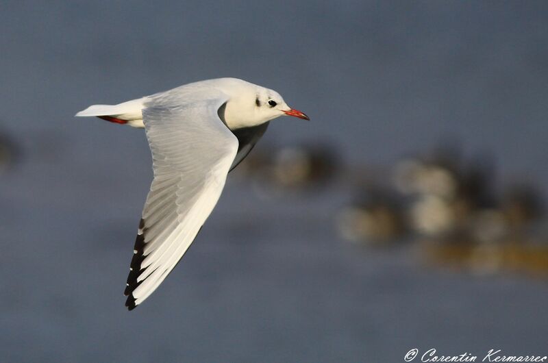 Mouette rieuseadulte internuptial