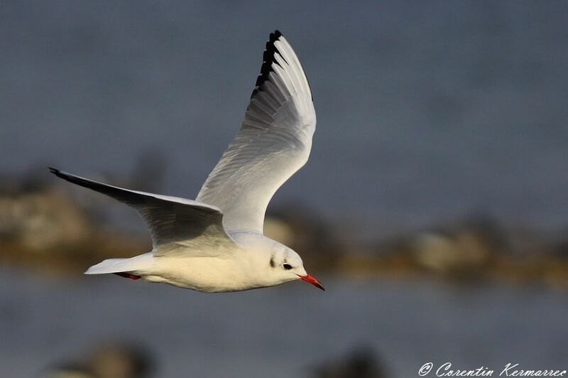 Mouette rieuseadulte internuptial