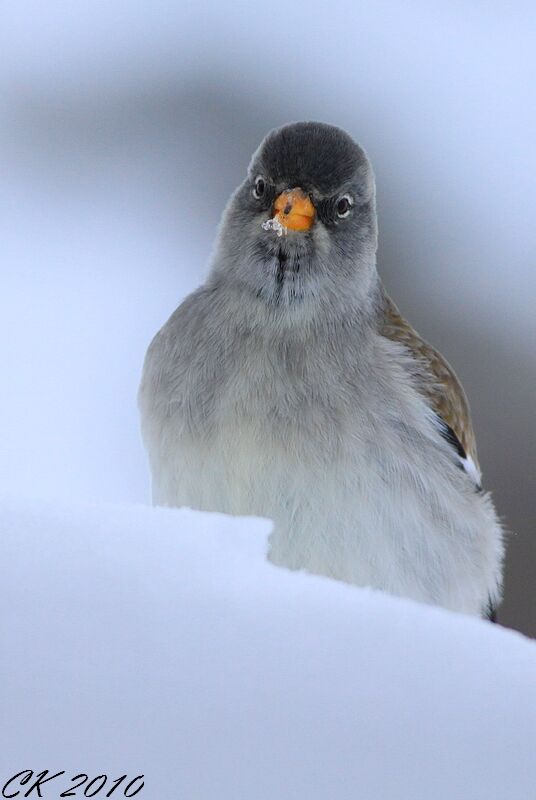 White-winged Snowfinchadult post breeding