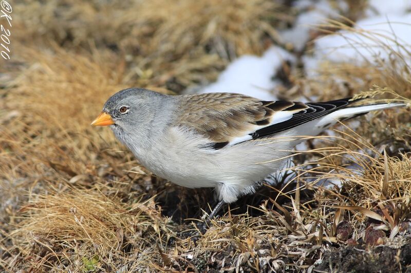 White-winged Snowfinchadult post breeding