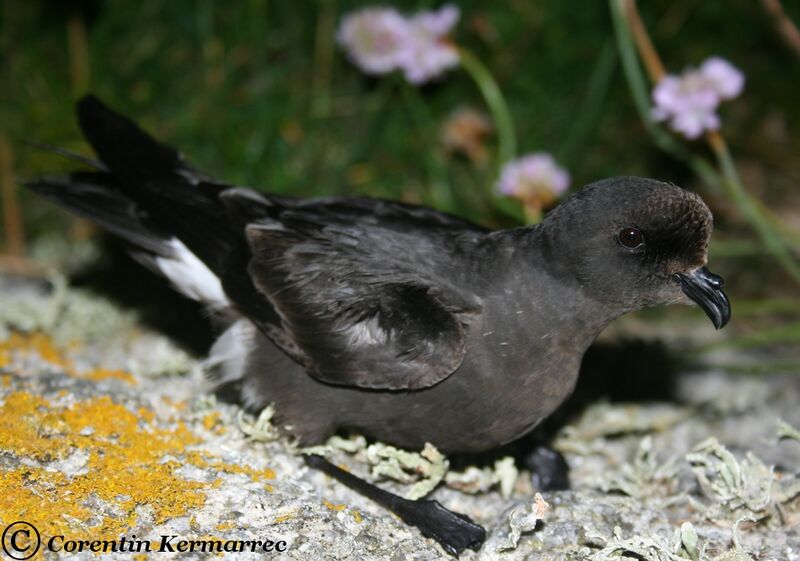 European Storm Petreladult breeding