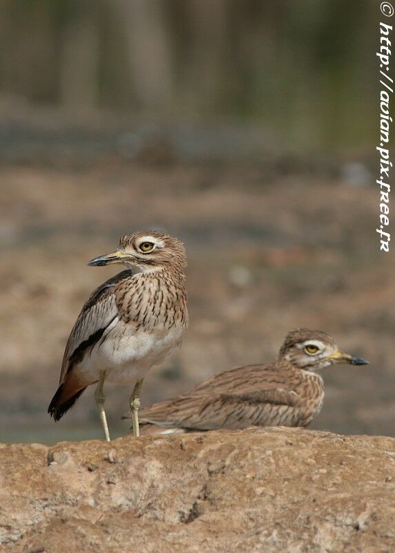 Senegal Thick-kneeadult