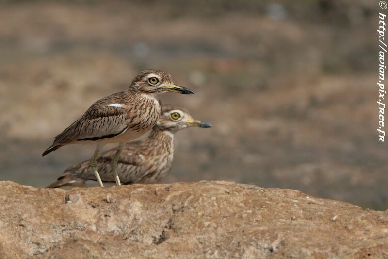 Senegal Thick-kneeadult