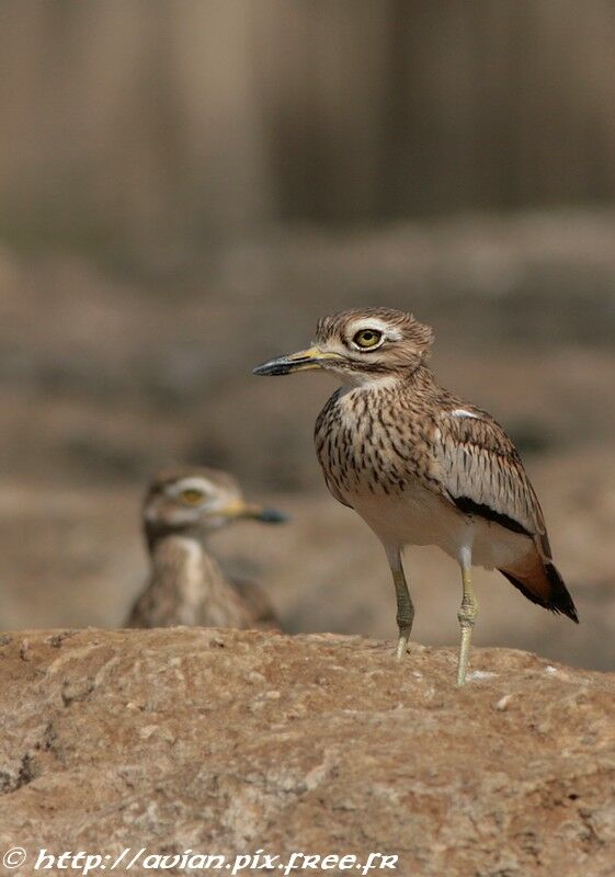 Oedicnème du Sénégaladulte, identification