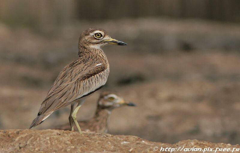 Senegal Thick-kneeadult, identification