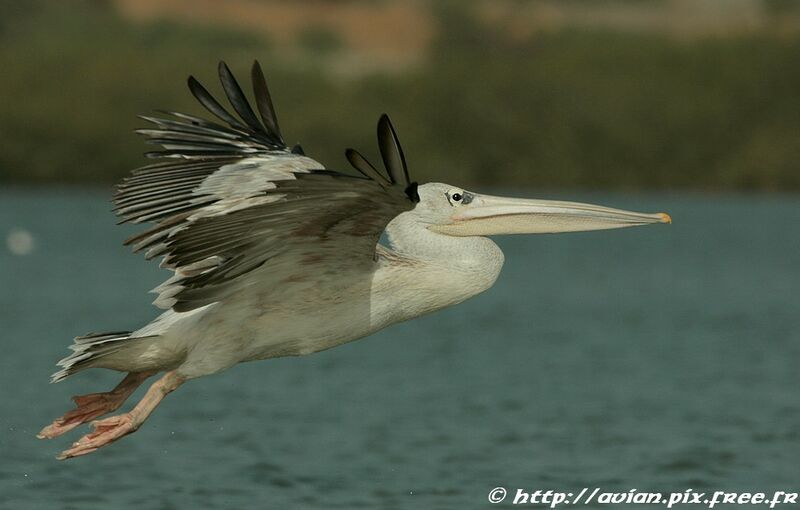 Pink-backed Pelicanadult post breeding