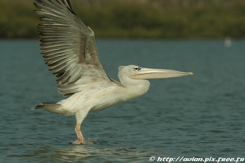 Pink-backed Pelicanadult post breeding