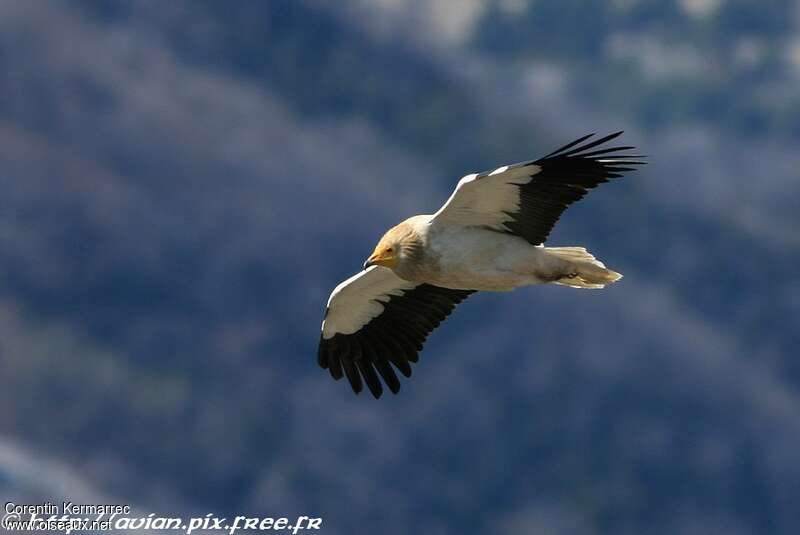 Egyptian Vultureadult breeding, Flight