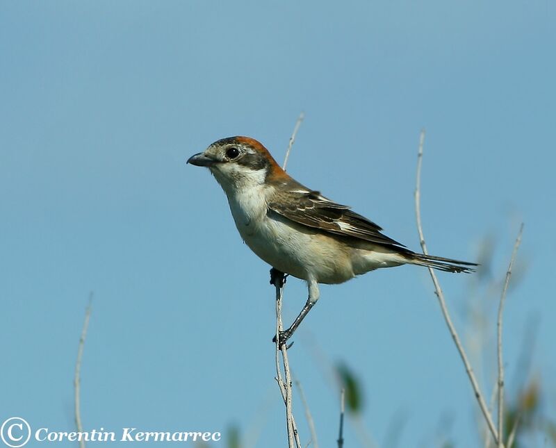 Pie-grièche à tête rousse femelle immature