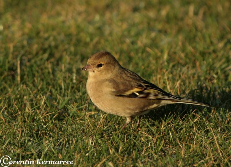 Eurasian Chaffinch female adult post breeding