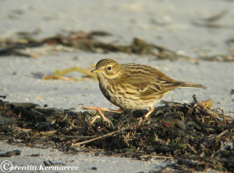 Pipit farlouseadulte