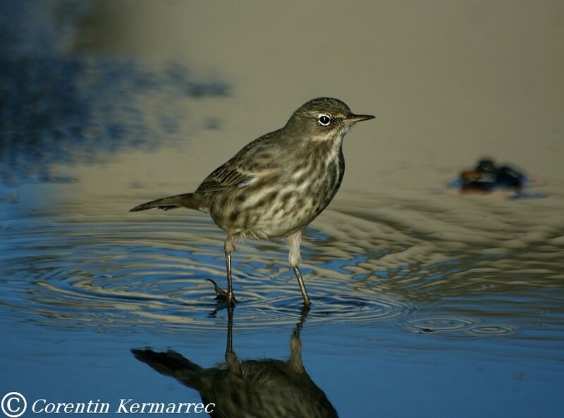 Pipit maritimeadulte internuptial