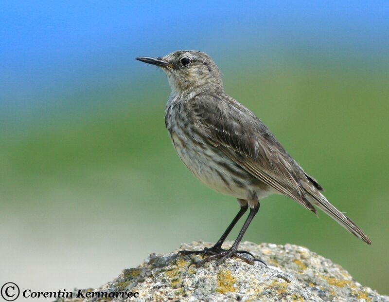 Pipit maritimeadulte nuptial