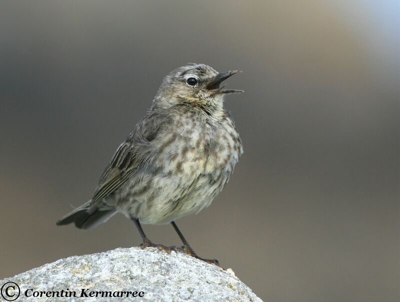 European Rock Pipit male adult breeding