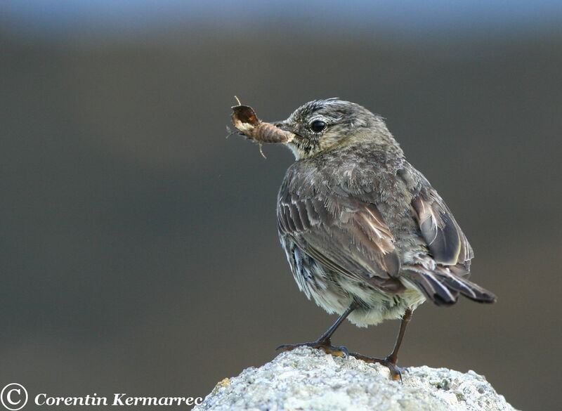 European Rock Pipit male adult breeding