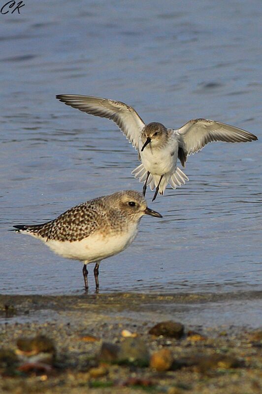 Grey Plover