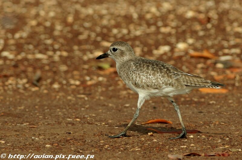 Grey Ploveradult post breeding