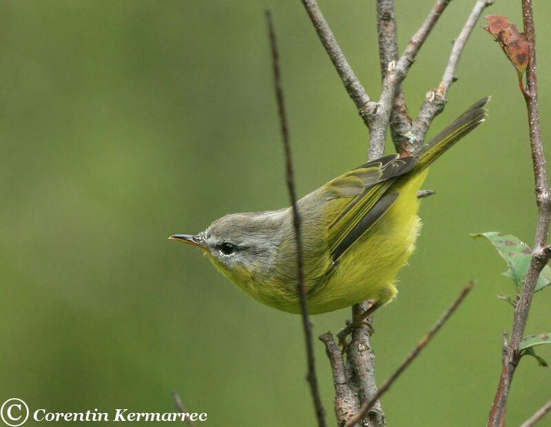 Grey-hooded Warbleradult breeding