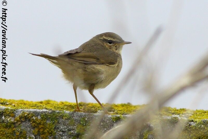 Dusky Warbleradult, identification