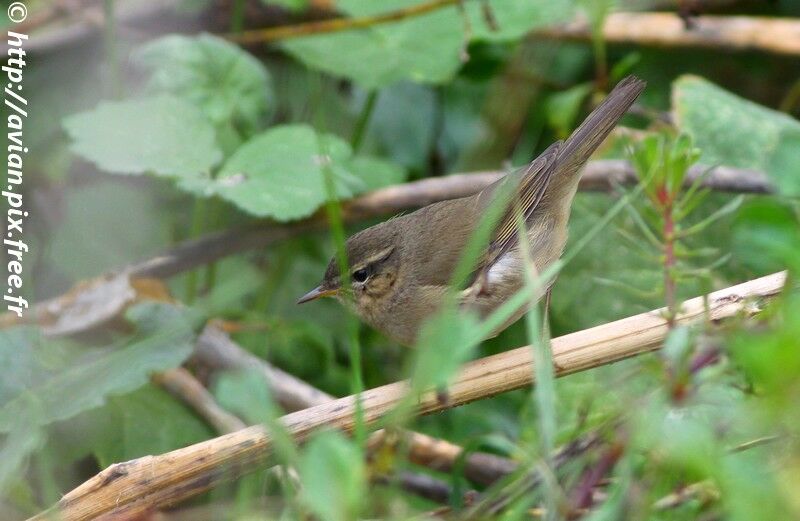 Dusky Warbleradult