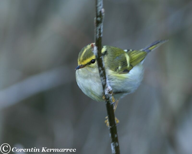 Pallas's Leaf Warbleradult post breeding