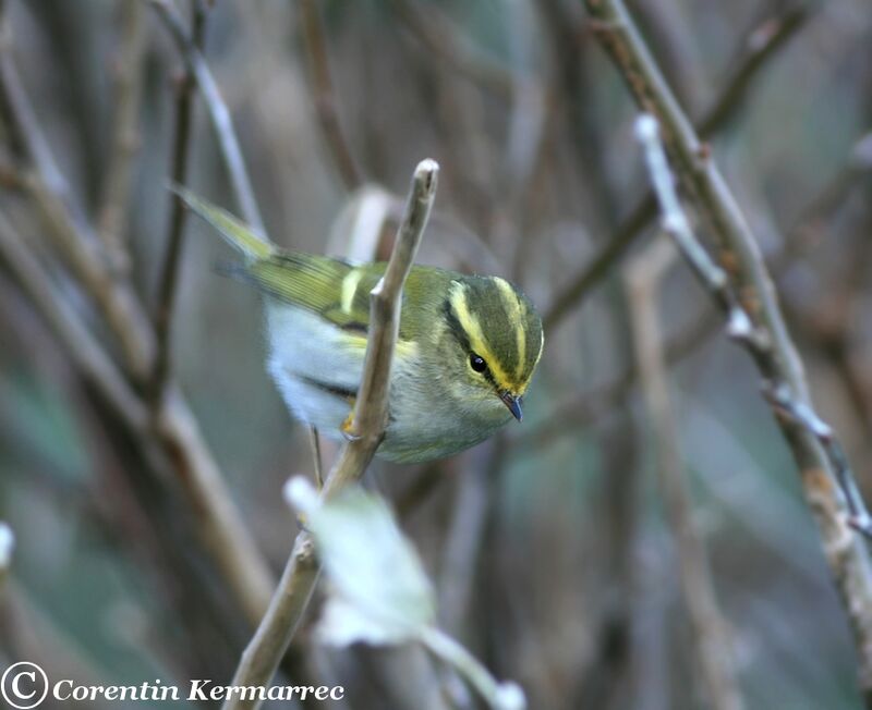 Pallas's Leaf Warbleradult post breeding