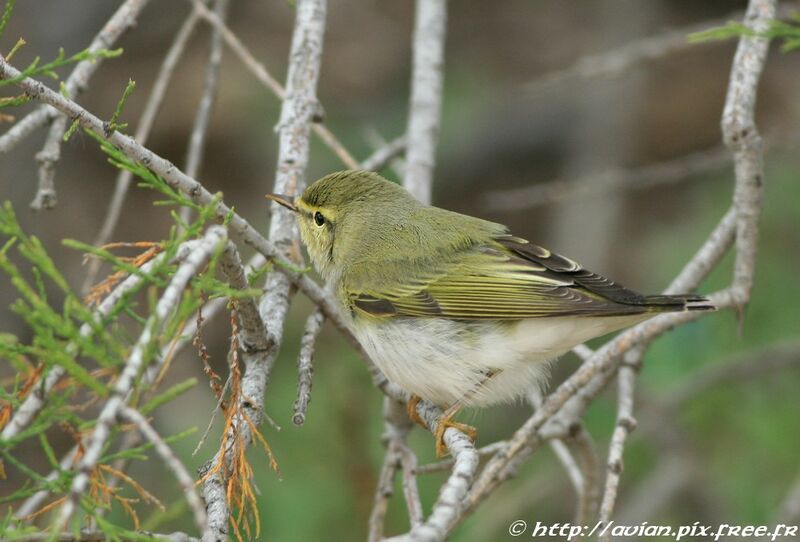 Wood Warbleradult breeding