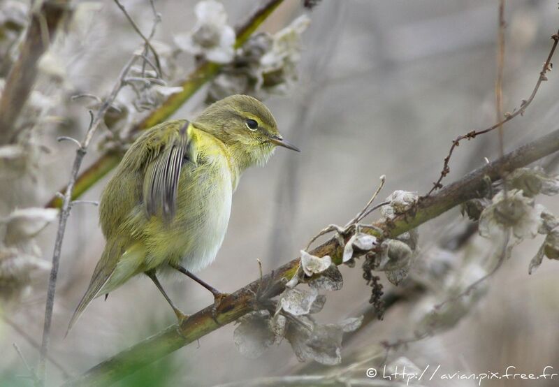 Common Chiffchaffadult post breeding