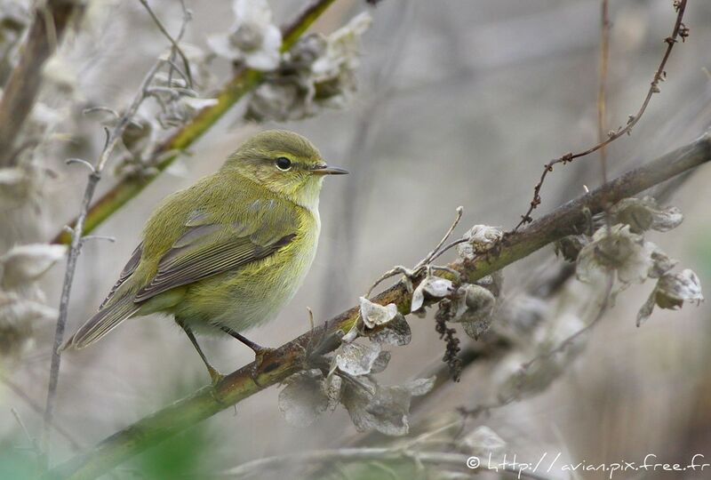 Common Chiffchaffadult post breeding, identification