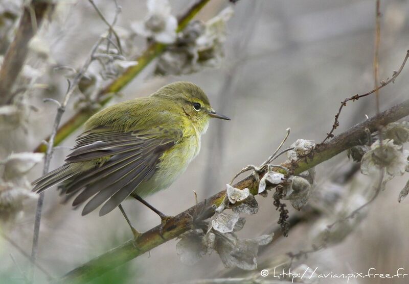 Common Chiffchaffadult post breeding