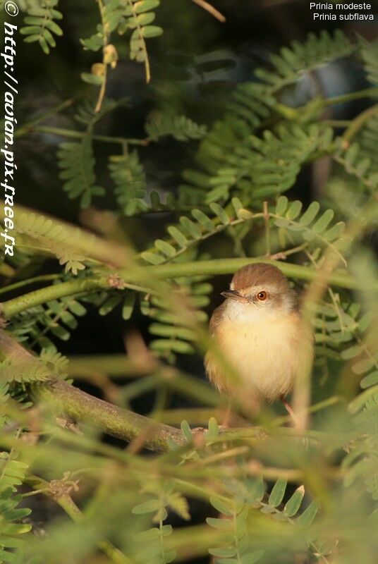 Prinia modeste