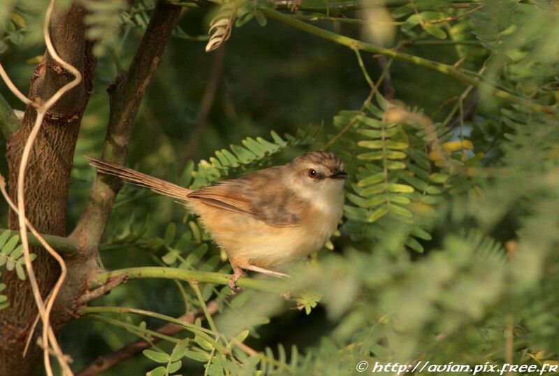 Prinia modeste