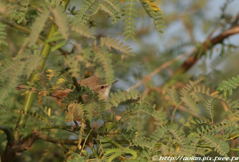 Prinia modeste