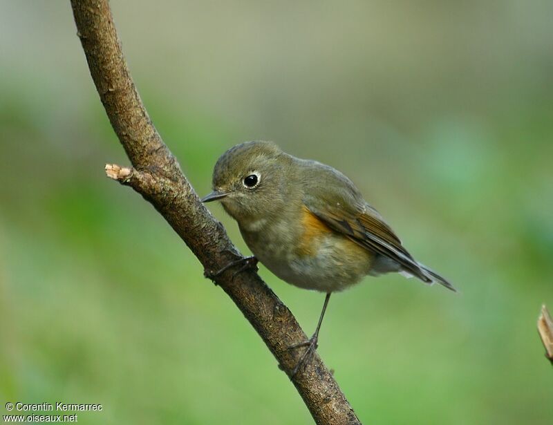 Robin à flancs roux