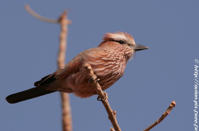 Rollier variéimmature