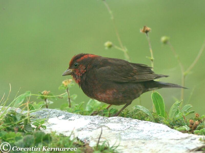 Dark-breasted Rosefinch male adult breeding