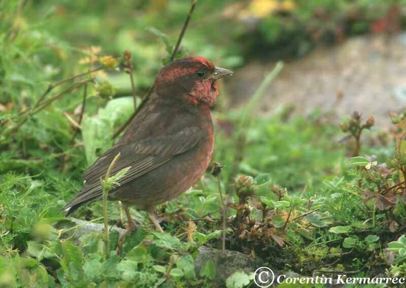 Dark-breasted Rosefinch male adult breeding